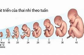 Sự Phát Triển Của Thai Nhi Theo Từng Tuần